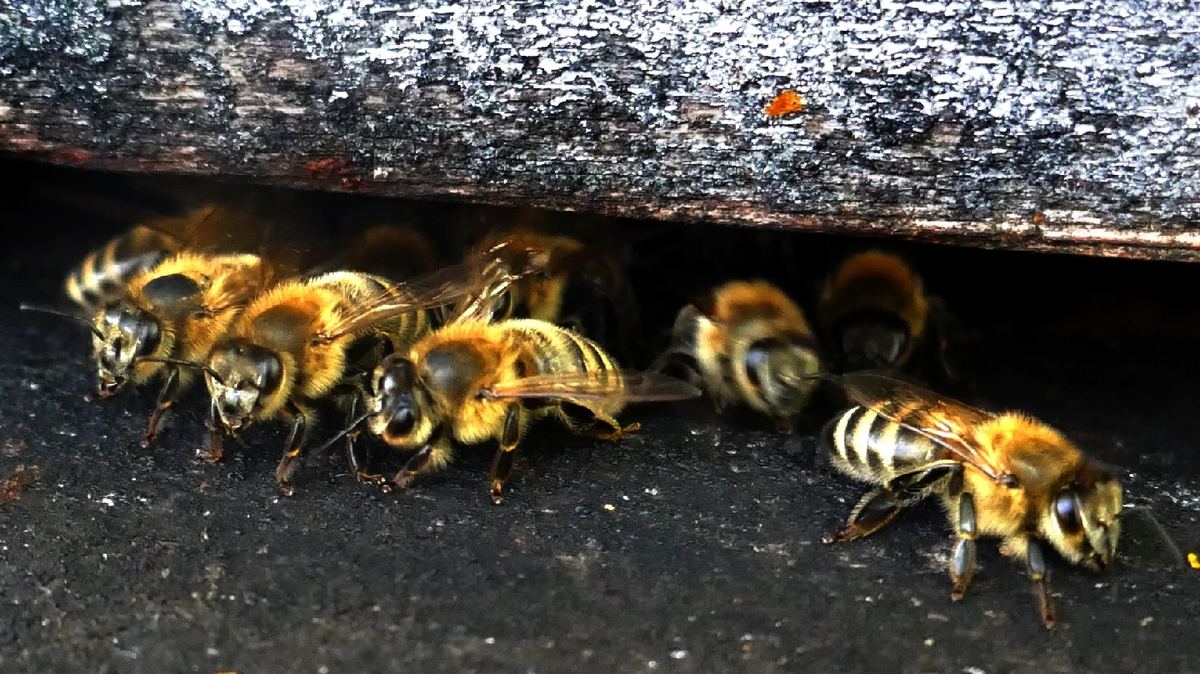 Au Palais Des Abeilles